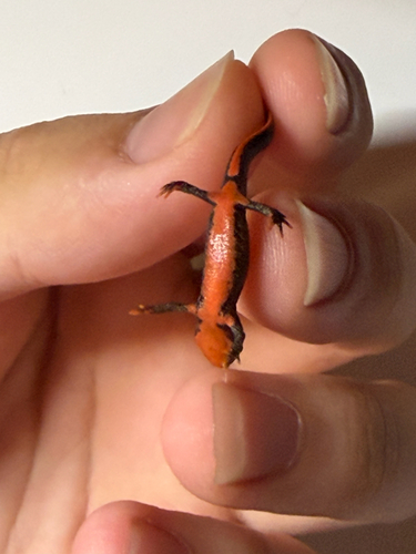 Fuding Fire-bellied Newt