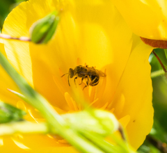 Lasioglossum sisymbrii