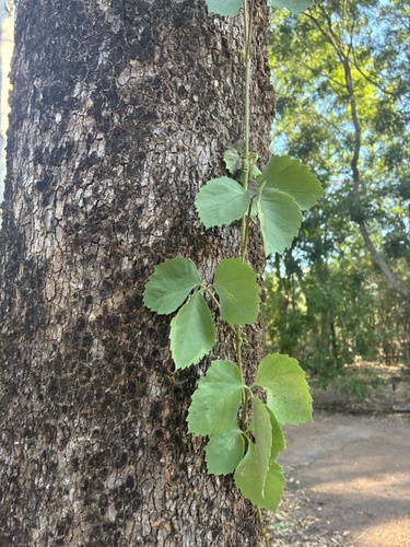 Three-Leaved Wild Vine