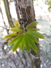 Erycina