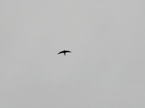 Australian Swiftlet (Aerodramus terraereginae), photo 5