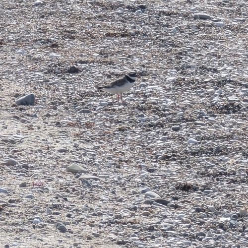 iNaturalist image