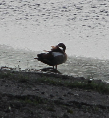 iNaturalist image