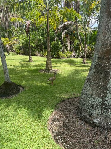 iNaturalist: (c) Jada Chey, some rights reserved (CC BY-NC), uploaded by Jada Chey iNaturalist image