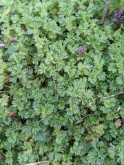 Alchemilla arvensis