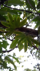 Erycina