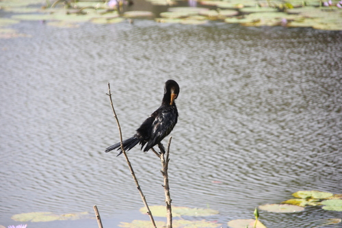 iNaturalist image