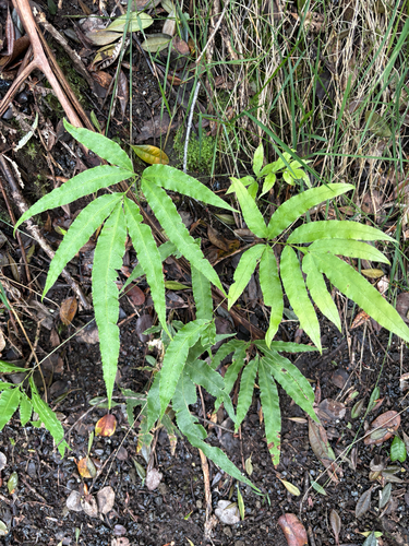 Pteris cretica observed 2026-07-26