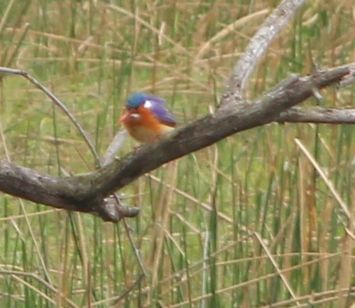 iNaturalist image