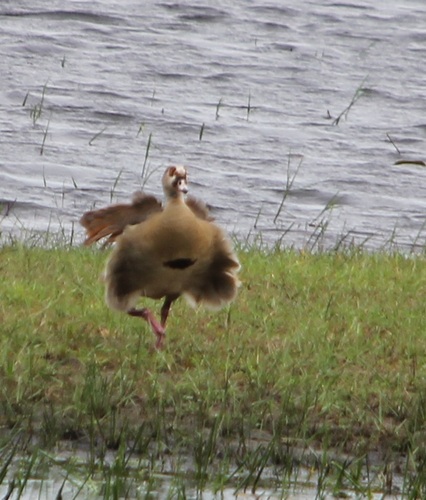 iNaturalist: (c) altagray, some rights reserved (CC BY-NC) iNaturalist image