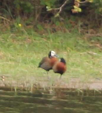 iNaturalist: (c) altagray, some rights reserved (CC BY-NC) iNaturalist image