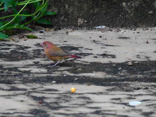 Red-billed Firefinch