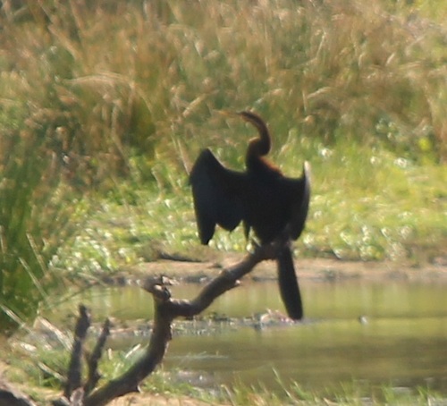 iNaturalist image
