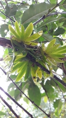 Erycina