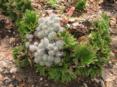 Coryphantha durangensis cuencamensis