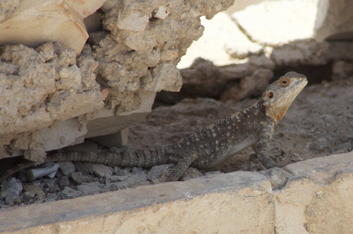 Egyptian Rock Agama