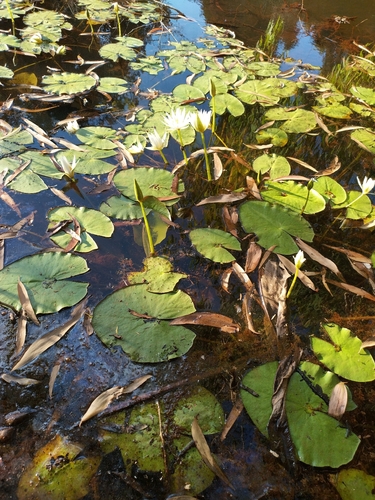 Nymphaea elleniae