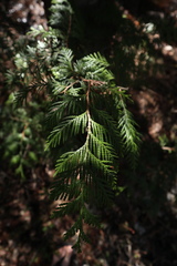 Thuja plicata