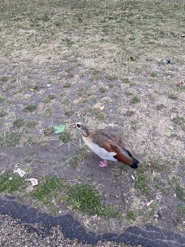 iNaturalist image