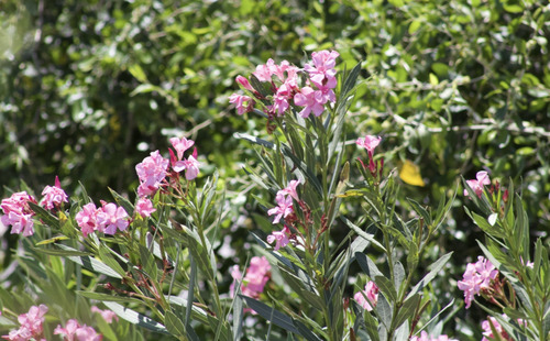 oleander
