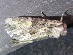 Mamestra brassicae