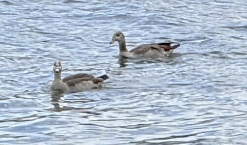 iNaturalist image