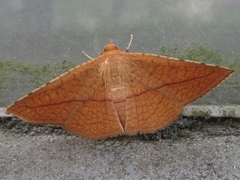 Striglina cancellata