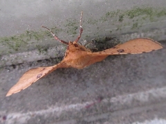 Striglina cancellata