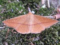 Striglina cancellata