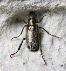 Dichelonyx pusilla