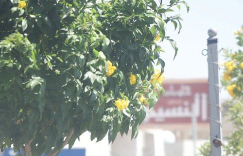yellow trumpet flower