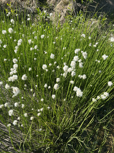 Scheuchzer's cottongrass