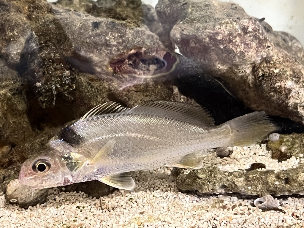 Goatee croaker (Dendrophysa russelii) — Sciaenidae