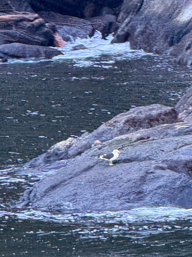 iNaturalist: (c) jferbe1, some rights reserved (CC BY-NC) iNaturalist image