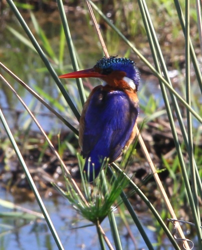iNaturalist image