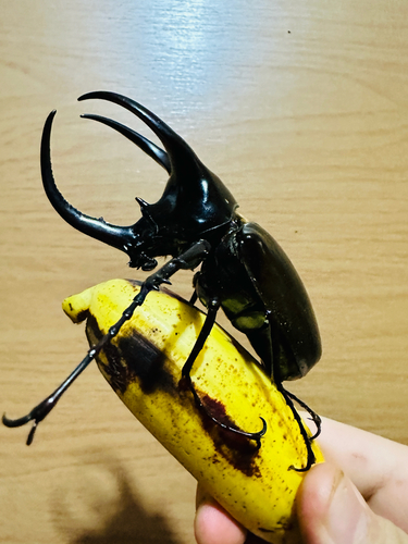 Moellenkampi Beetle