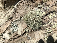 Ramalina willeyi