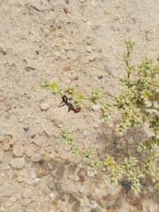 Cataglyphis adenensis