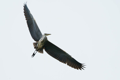 iNaturalist: (c) pablocaruiz, some rights reserved (CC BY-NC) iNaturalist image