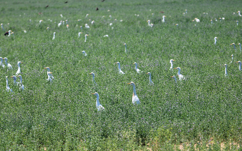 iNaturalist image