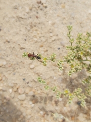 Cataglyphis adenensis