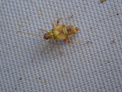 Rhabdomiris striatellus