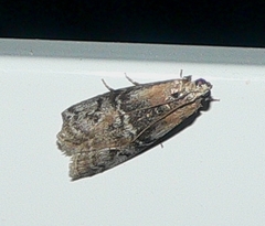 Sciota vetustella