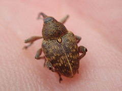 Curculio nucum