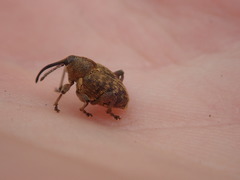 Curculio nucum