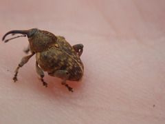 Curculio nucum
