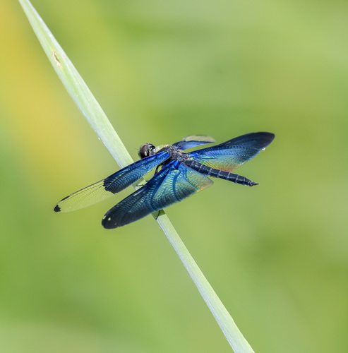 Butterfly Flutterer