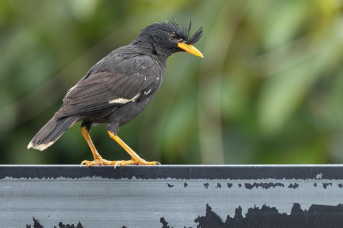 Great Myna