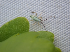 Cyllecoris histrionius