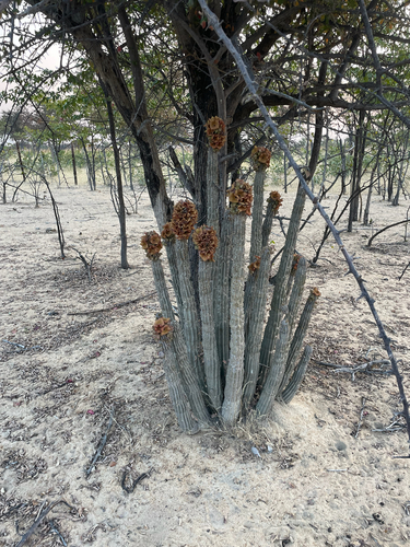 Kunene Hoodia